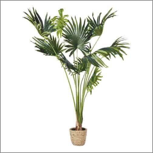 Palm Tree & Pot from Maisons du Monde