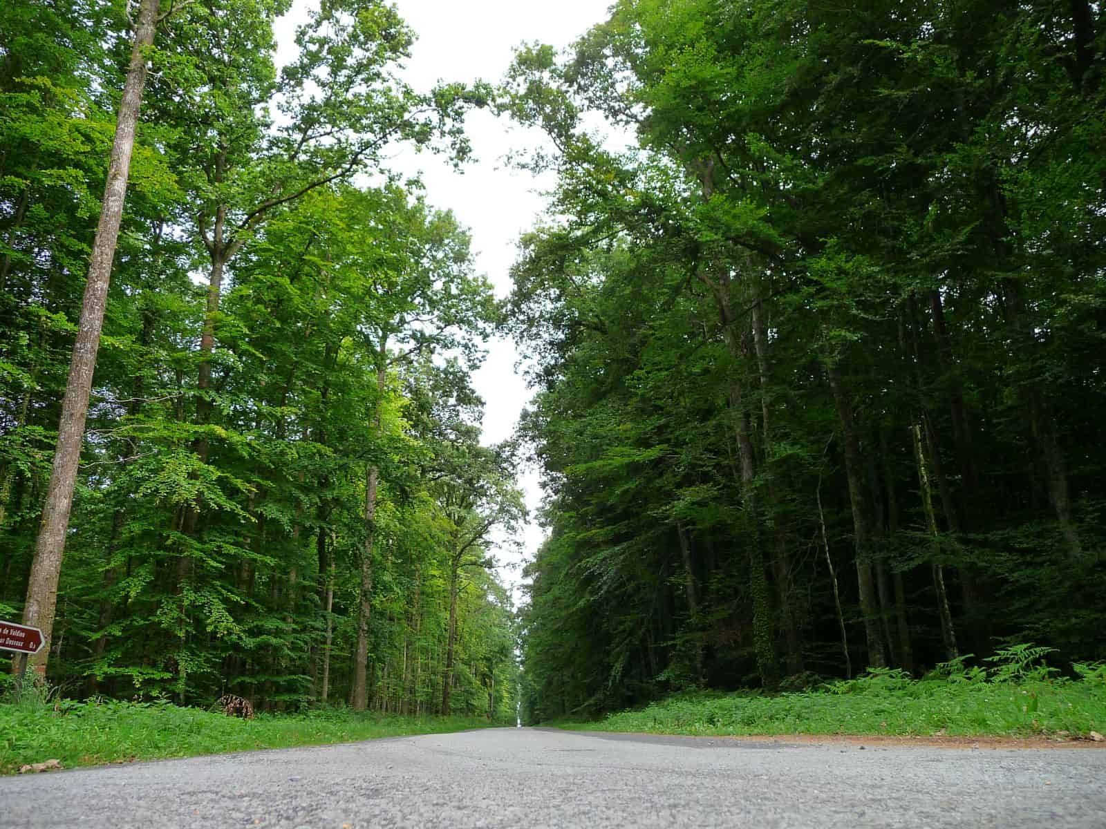 french oak forests