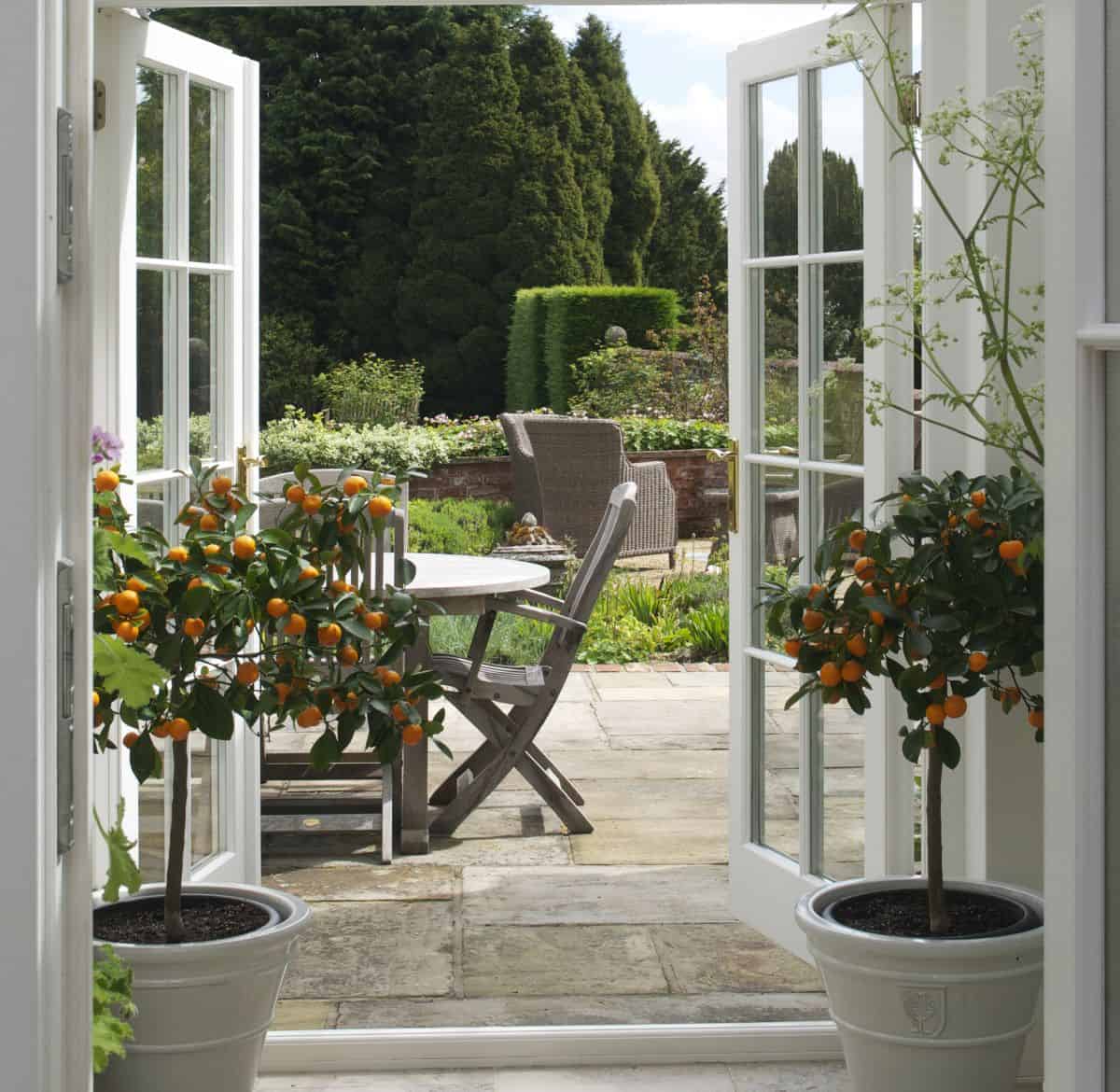 orangery with orange trees